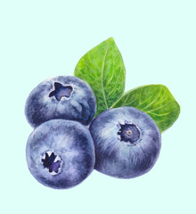 Blueberries with leaves isolated on light background. Hand drawn Blueberry. Watercolor painting of berries. Botanical illustration. Realistic art.