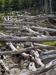 Dead forest (caused by beavers) in Tierra del Fuego, Argentina