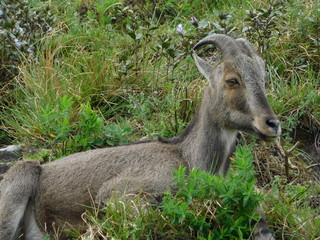 The Nilgiri tahr