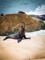 Sea wolf on the rocks in Cabo Polonio, coast of Uruguay