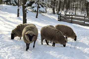 Owce na zimowej polanie, śnieg, słoneczny krajobraz