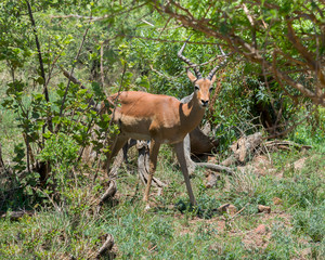 Impala, South Africa