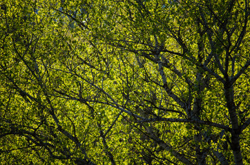 spring leaves on the trees