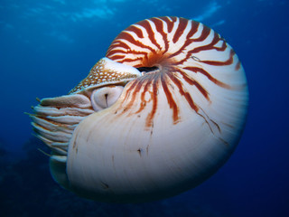 Incredible underwater world - Nautilus pompilius. Diving, underwater photography in Palau.