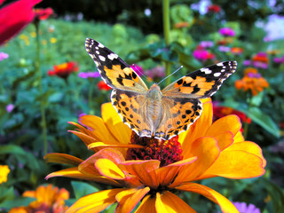   Monarch Butterfly feeds on the yellow Zinnia flower in summer day