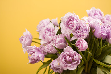 Close up beautiful big bouquet of double violet tulip flowers on dark yellow background. Selective focus