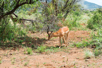 Impala, South Africa