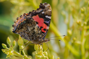 Red admiral butterfly (Vanessa atalanta), pollinating avocado flower (persea americana), with morning sunlight