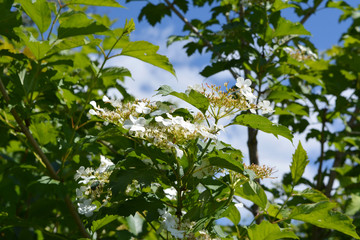 Fototapeta na wymiar Spring garden. Blooming shrub of viburnum with white flowers.