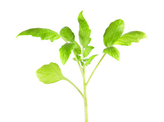 Seedling of tomato plant with green leaves isolated on white background