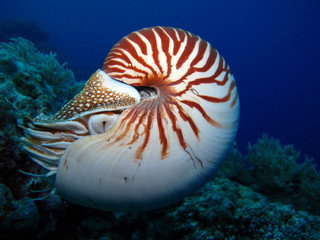 Incredible underwater world - Nautilus pompilius. Diving, underwater photography in Palau.