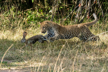 A leopard cub hunting a rabbit in the bushes of Masai Mara National Reserve during a wildlife safari