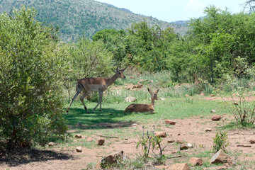 Impala, South Africa