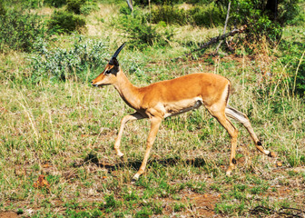 Impala, South Africa