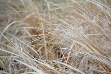 Dry grass or straw Light natural background Beige tone