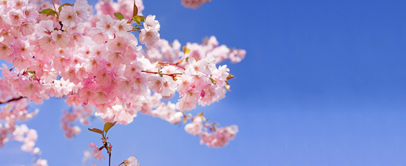 Pink blossom sakura flowers