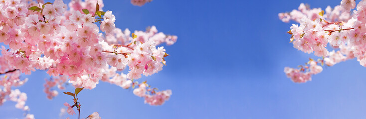Pink blossom sakura flowers
