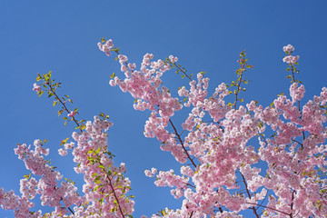 Pink blossom sakura flowers