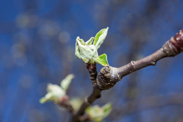 budding branches in the spring - selective focus.
