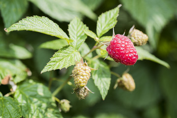 Ripe branch of raspberry on bush in the garden. © sapsan777