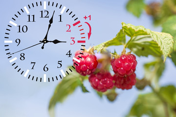 Daylight Saving Time. DST. Wall Clock going to winter time. Turn time forward.