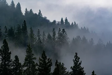 Cercles muraux Forêt dans le brouillard Oregon forest fog
