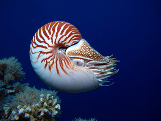 Incredible underwater world - Nautilus pompilius. Diving, underwater photography in Palau.