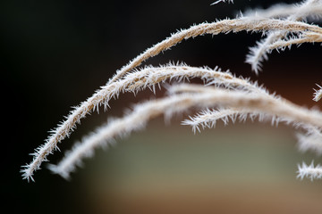 Morning frost on grasses