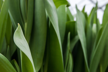 Obraz premium Beautiful green leaves of tulips, spring flowers grown in a greenhouse.Spring flowers and floriculture