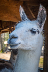 Obraz premium A Llama