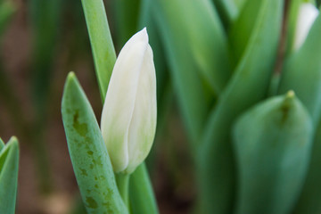 Beautiful white tulips, spring flowers grown in a greenhouse.Spring flowers and floriculture