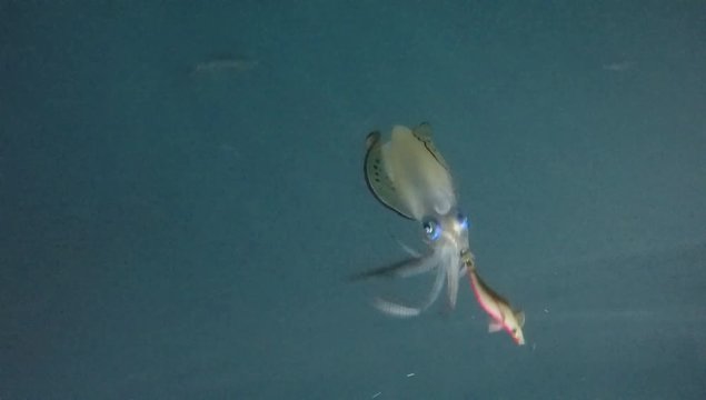 Fishing squid underwater at night