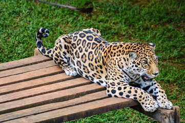 jaguar
