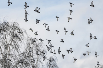 A beautiful flock of gray pigeons is flying in the blue sky in a park