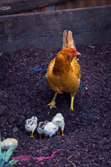 mamá gallina y pollitos