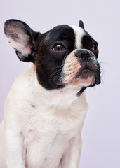 portrait dog breed french bulldog