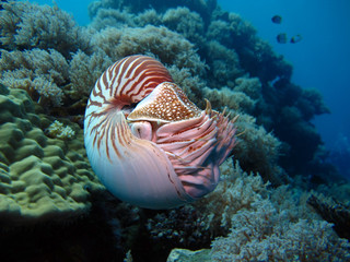 Incredible underwater world - Nautilus pompilius. Diving, underwater photography in Palau.