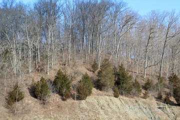 The bare trees and the pine tree on the hillside cliff.