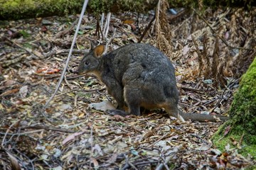 Wallaby