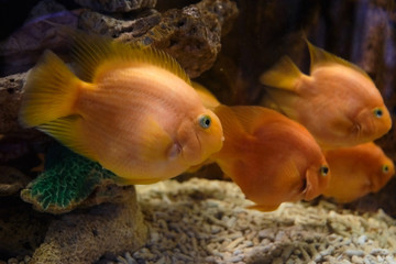 Popular marine aquarium fish. 