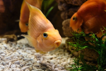 Popular marine aquarium fish. 