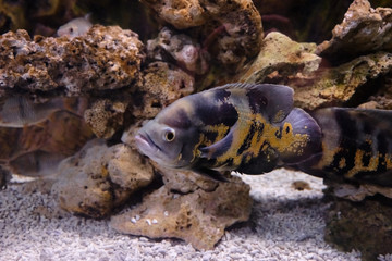 Popular marine aquarium fish. 