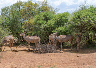 Naklejka na ściany i meble Tragelaphus angasii - african horned antelope