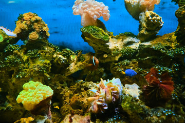 Naklejka na ściany i meble Popular marine aquarium fish. 