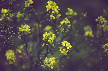 yellow flowers on a background