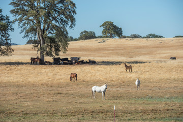 Quarter horses and catlle herd in golden california pasture