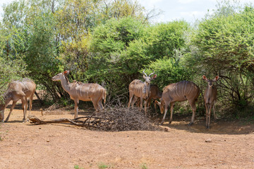 Tragelaphus angasii - african horned antelope