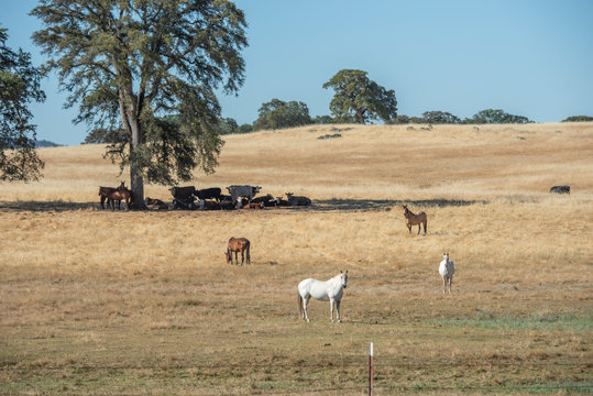 Quarter horses and catlle herd in golden california pasture