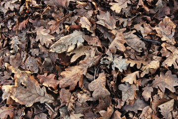 autumn leaves on the ground