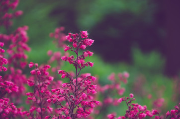 pink flowers in the garden